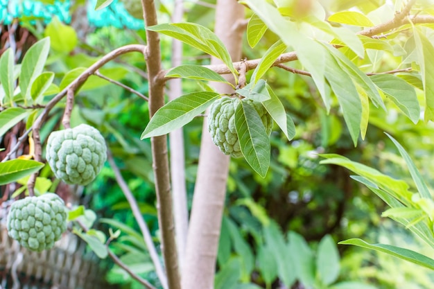 Chirimoya fruta colgando de la rama de un árbol, chirimoya en el jardín