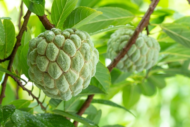 Chirimoya, manzana de azúcar en el árbol. Annona squamosa Linn.