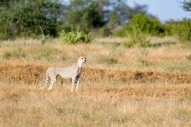 Chita na pastagem da savana