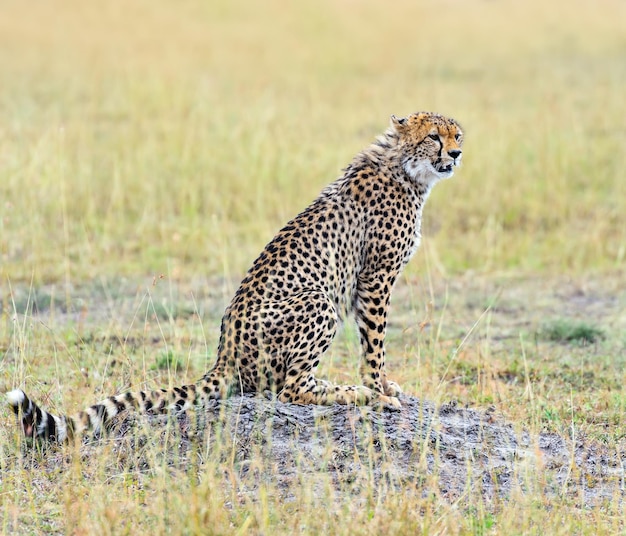 Chita no parque de savana africana masai mara