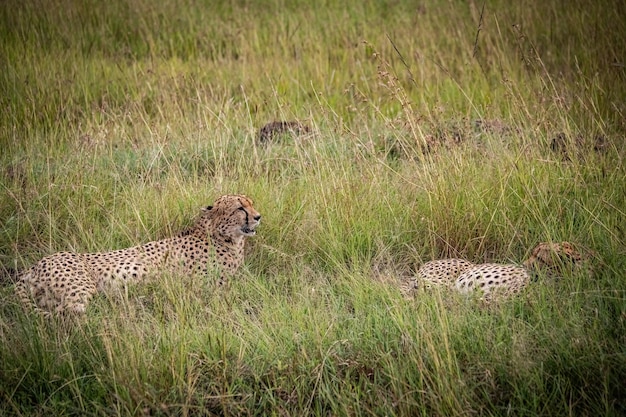 Chita selvagem e fofa relaxando na grama na Reserva Nacional Masai Mara, no Quênia