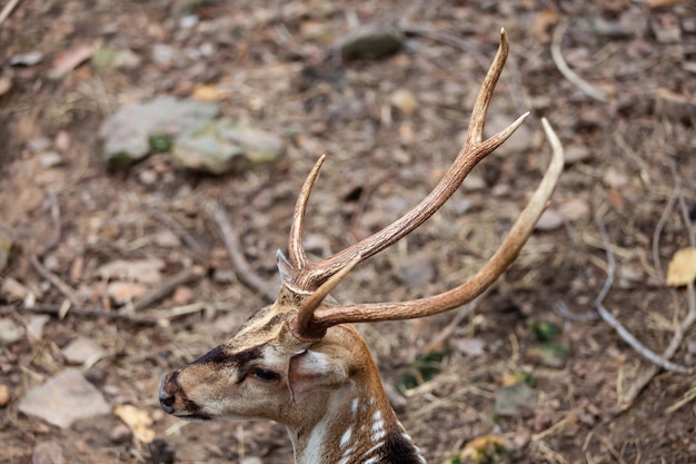 Chital Cheetal Spotted Deer Axis Deer National Park en Tailandia