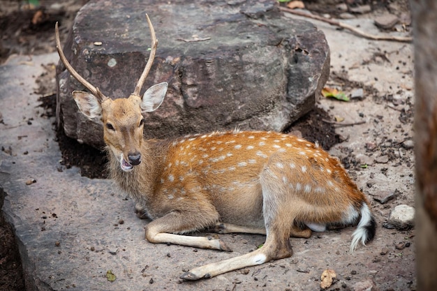 Chital Cheetal Spotted Deer Axis Deer National Park en Tailandia