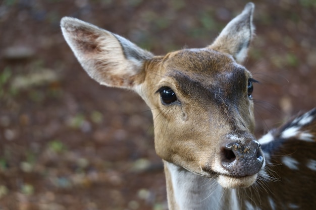 Foto chital está olhando para você