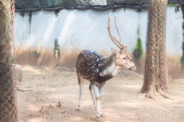 El chital o cheetal también conocido como ciervo moteado o ciervo de eje que vive en el zoológico de Tailandia.