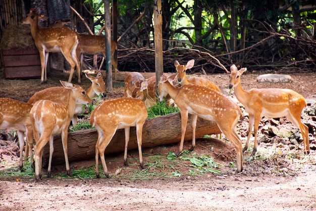 Chital ou veado manchado em gaiola no parque público em Bangkok Tailândia para tailandeses e viajantes estrangeiros que visitam e viajam