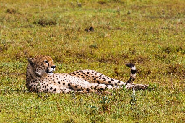 Chitas de Serengeti, Tanzânia