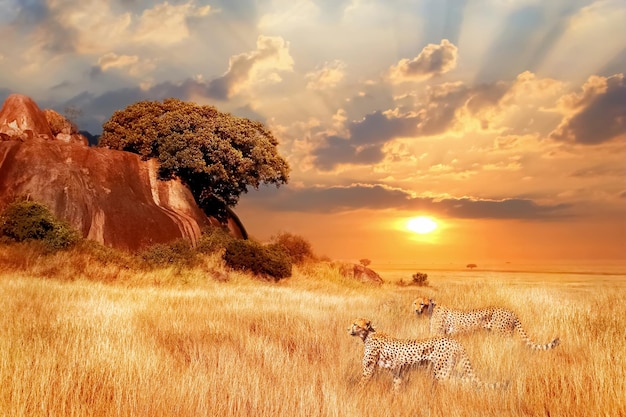 Chitas na savana africana contra o pano de fundo do belo pôr do sol Parque Nacional Serengeti Tanzânia África