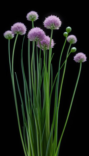 Chives chinos en un fondo negro aislado