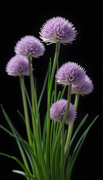 Chives chinos en un fondo negro aislado