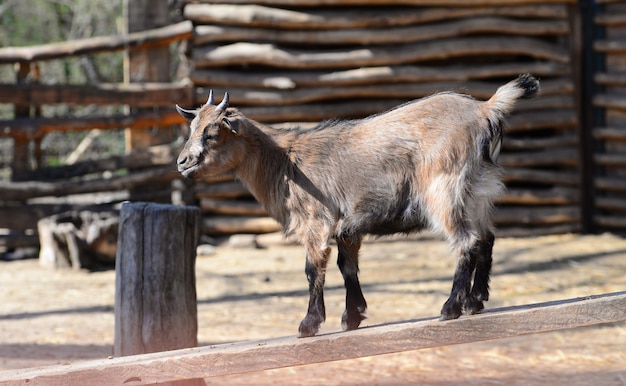 Foto chivo de cabra animal