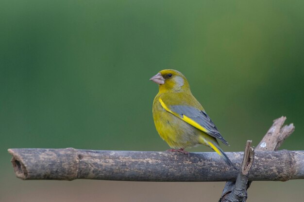 Chloris chloris Malaga, Espanha