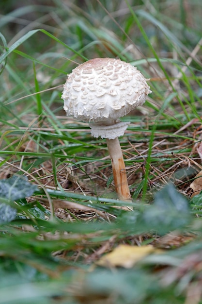 Chlorophyllum rhacodes en un bosque