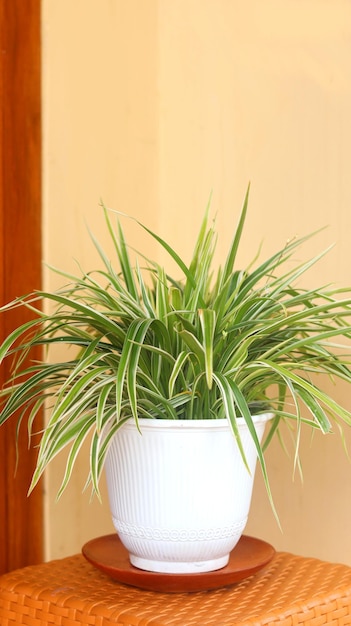 Chlorophytum comosum Live Spider planta em vaso branco no terraço da casa Plantas purificadoras de ar para casa