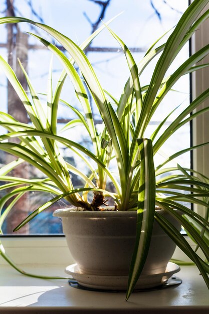 Foto chlorophytum zimmerpflanze im topf auf der fensterbank