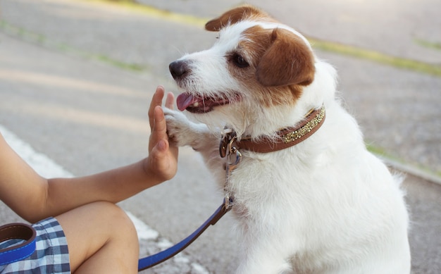 Foto choca los cinco entre un perro y un niño en el parque.