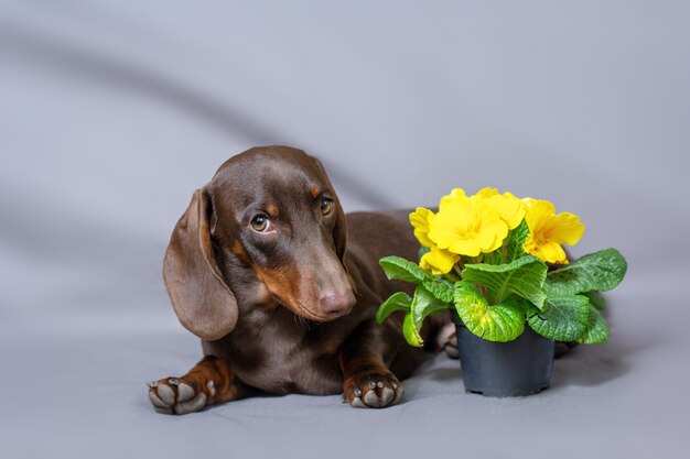 Chockolate Mini Dackel mit Grüßen und Blumen