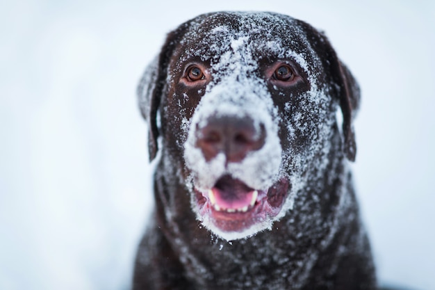 Chocolate bonito labrador retriever que levanta fora no inverno. Labrador na neve.
