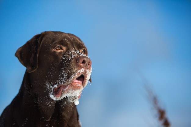 Chocolate bonito labrador retriever que levanta fora no inverno. Labrador na neve.