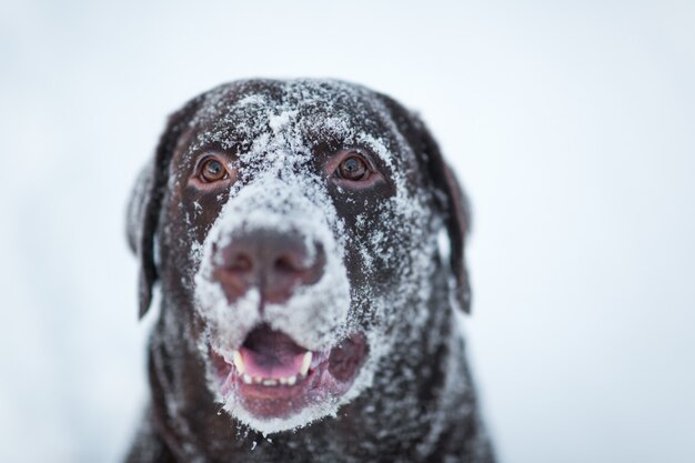 Chocolate bonito labrador retriever que levanta fora no inverno. Labrador na neve.