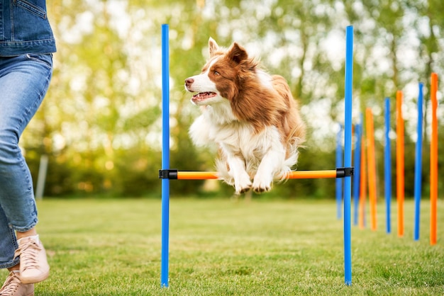 Chocolate Branco Border Collie com a dona da mulher