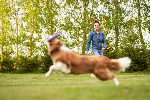 Chocolate branco border collie com a dona da mulher