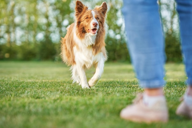 Chocolate Branco Border Collie com a dona da mulher