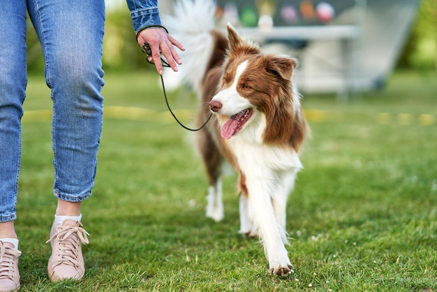 Chocolate Branco Border Collie com a dona da mulher