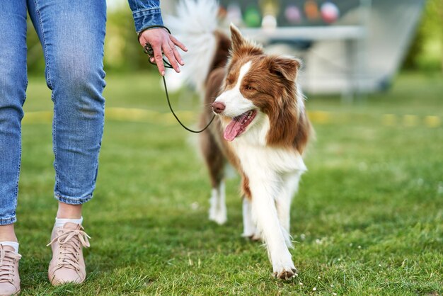 O Pastor Inglês é O Mais Inteligente Do Mundo. Collie Da Fronteira Marrom  No Treinamento De Serviço De Pastoreio Fica Feliz Sob a Imagem de Stock -  Imagem de amizade, animais: 215435891