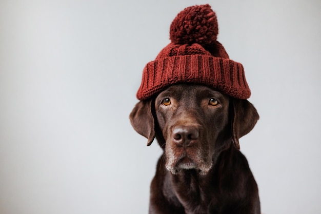 Chocolate labrador em um chapéu marrom sobre fundo cinza senta-se em uma cadeira como um homem e olha para