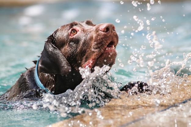 Chocolate labrador retriever nadando en la piscina