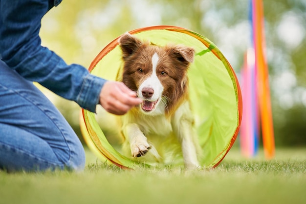 Chocolate White Border Collie mit Besitzerin