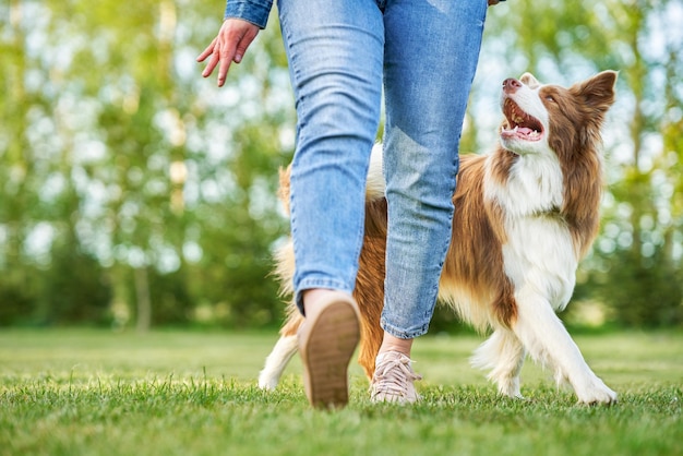 Chocolate White Border Collie mit Besitzerin