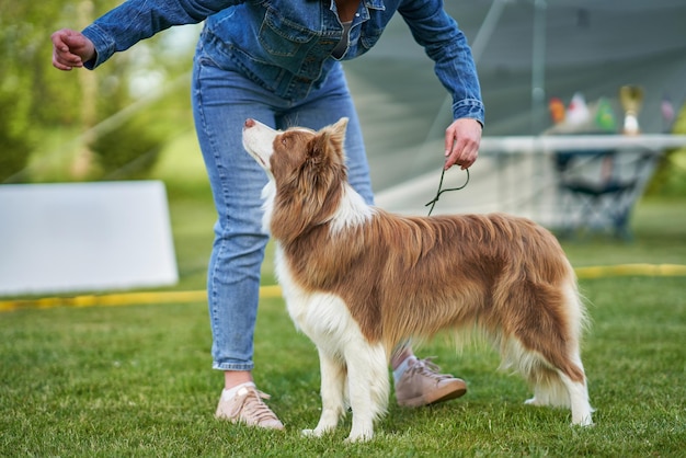 Chocolate White Border Collie mit Besitzerin