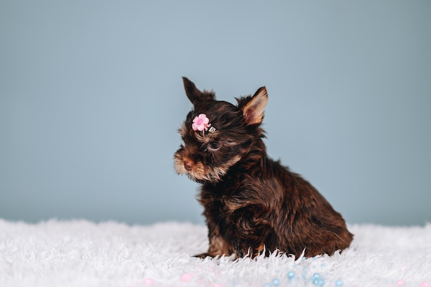 Chocolate Yorkshire Terrier com filhote de grampo de cabelo de flor rosa com focinho sério sobre fundo azul