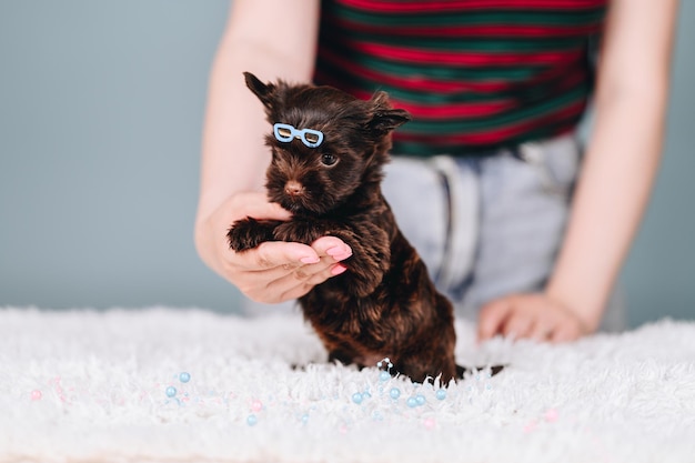 Chocolate Yorkshire Terrier Macho com gancho de cabelo na cabeça em forma de óculos azuis