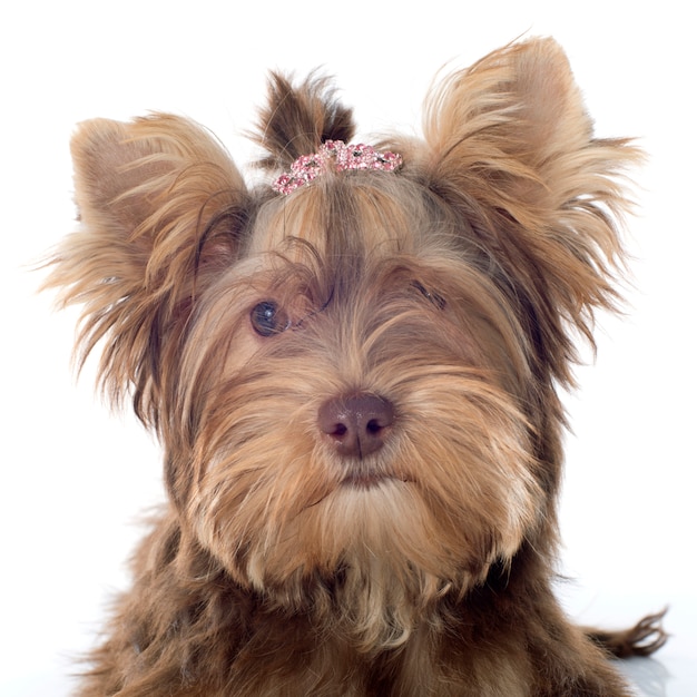 Chocolate yorkshire terrier