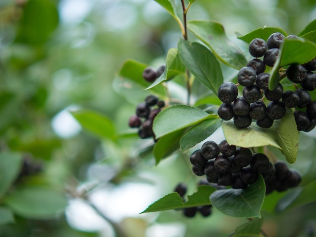 Chokeberry berry en una rama en el primer plano del jardín