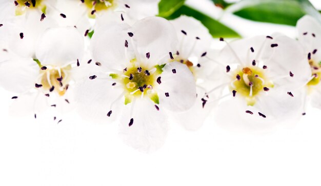 Chokeberry Blumen auf weiß