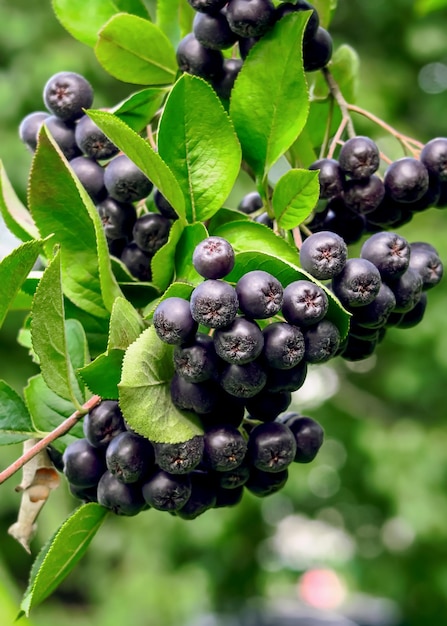 chokeberry crece en el jardín. cultivo de bayas, concepto de medicina tradicional
