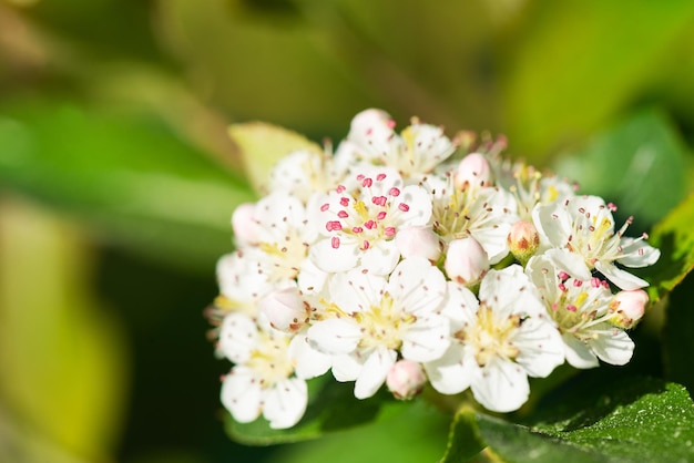 Chokeberry florescendo com flores brancas no jardim