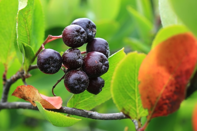 Chokeberry negro en el jardín