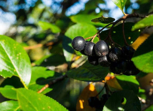 Chokeberry en una rama en un jardín de otoño cerrar