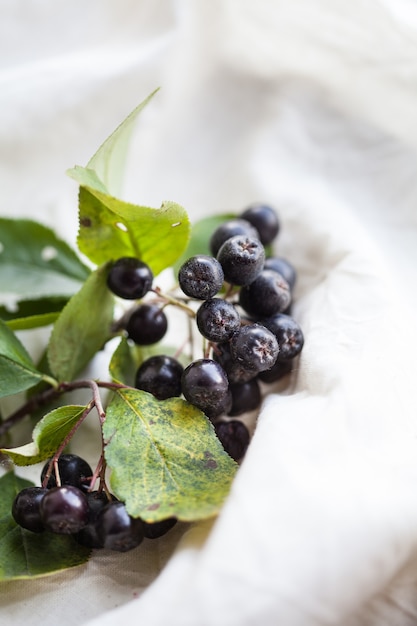 Chokeberry-Zweig mit Blättern auf einem hellen Hintergrund