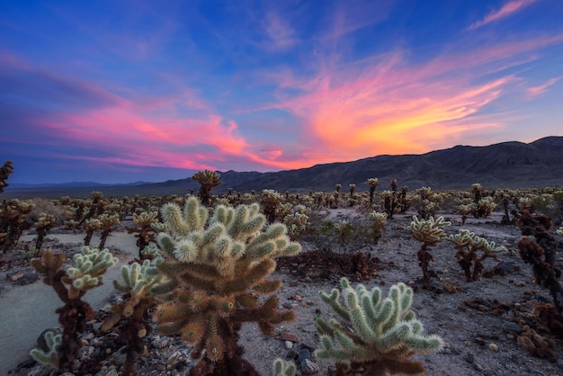 Cholla Cactus Garden en el Parque Nacional Joshua Tree al atardecer