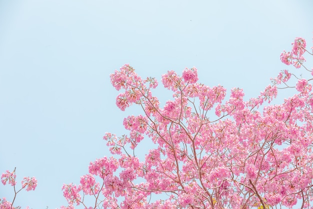 Chompoo pantip o pantip rosa sakura flor en Tailandia