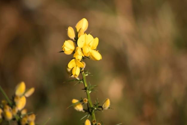 Chorima. Flores amarelas do toxo