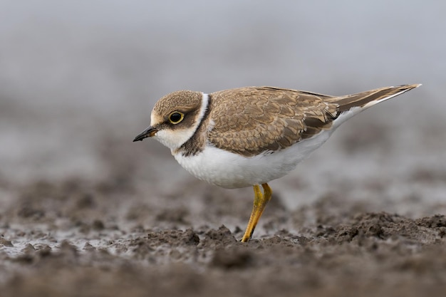 Chorlitejo chico charadrius dubius