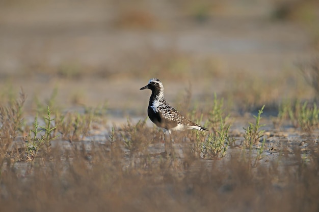 Chorlitejo macho de vientre negro Pluvialis squatarola