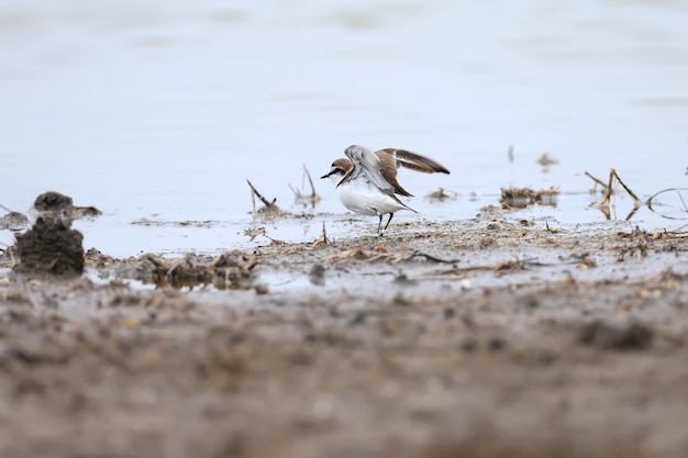 Chorlitejo patinegro Charadrius alexandrinus